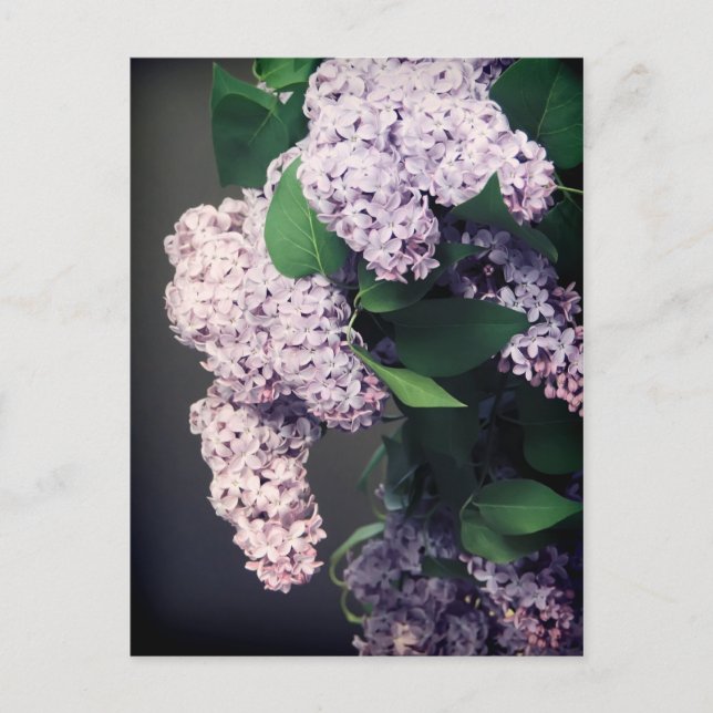 Lilac Bouquet with Vignette Postcard (Front)