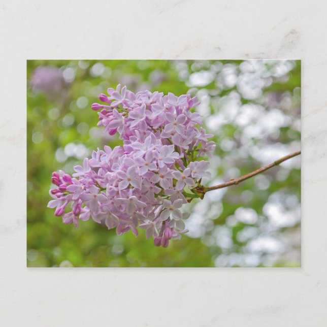 Lilac Branch with Bokeh Postcard (Front)