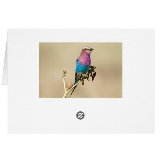 Lilac breasted Roller (Back Horizontal)