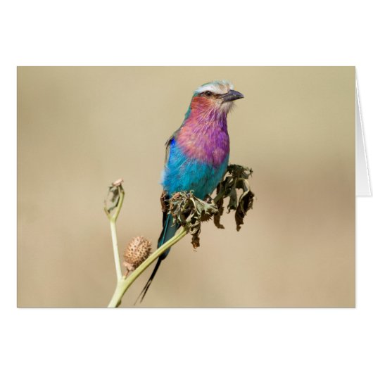 Lilac breasted Roller (Front Horizontal)
