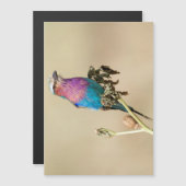 Lilac breasted Roller (Front/Back)