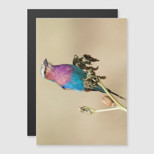 Lilac breasted Roller (Front/Back)