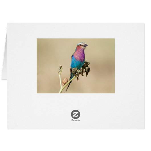 Lilac breasted Roller (Back Horizontal)