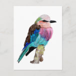 Lilac Breasted Roller Bird Postcard
