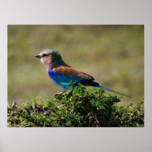 Lilac Breasted Roller Bird  Poster