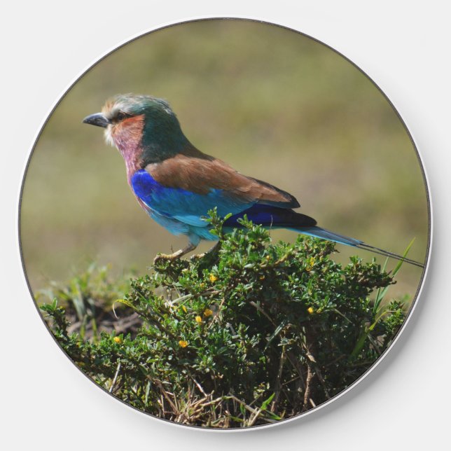 Lilac Breasted Roller Bird  Wireless Charger (Front)