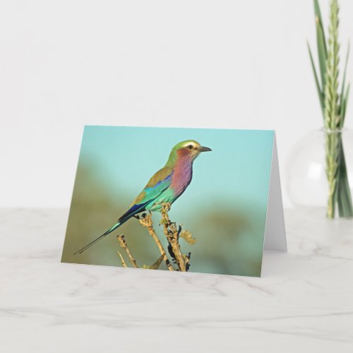 LILAC BREASTED ROLLER CARD
