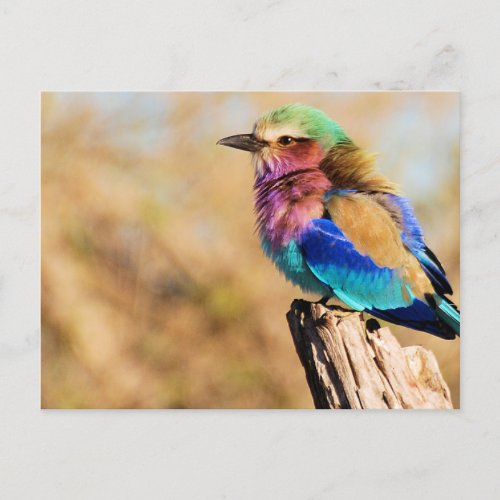 Lilac_Breasted Roller Colorful African Bird Holiday Postcard
