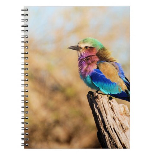 Lilac_Breasted Roller Colorful African Bird Notebook