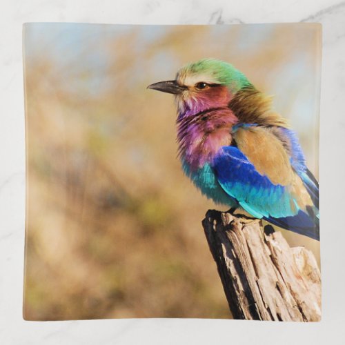 Lilac_Breasted Roller Colorful African Bird Trinket Tray