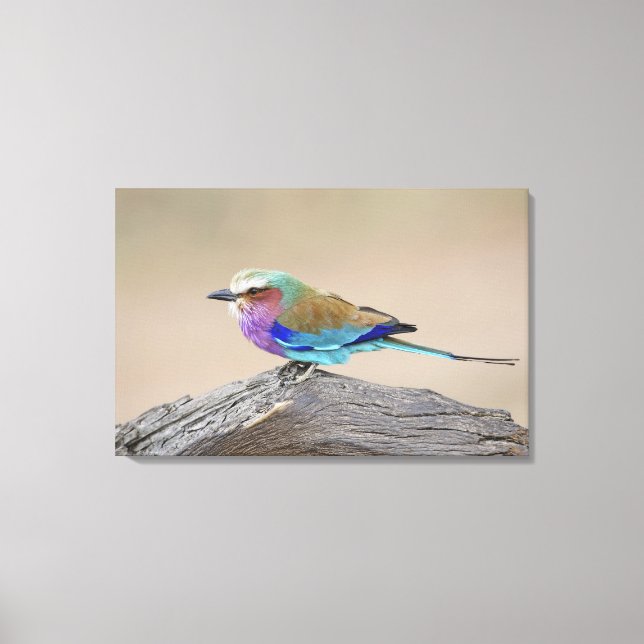 Lilac-breasted roller (Coracias caudata) Canvas Print (Front)