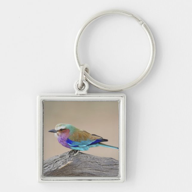 Lilac-breasted roller (Coracias caudata) Keychain (Front)