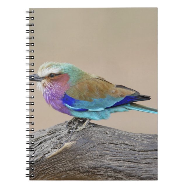Lilac-breasted roller (Coracias caudata) Notebook (Front)