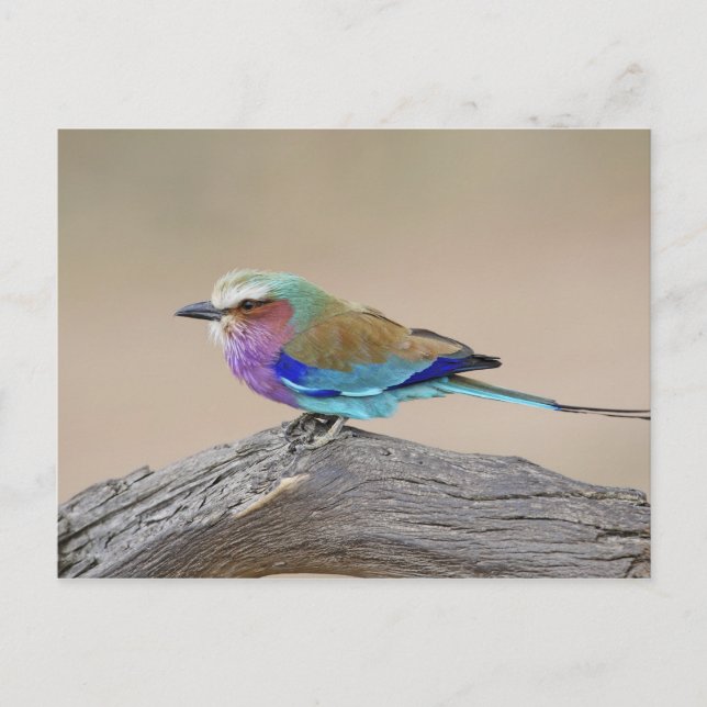 Lilac-breasted roller (Coracias caudata) Postcard (Front)