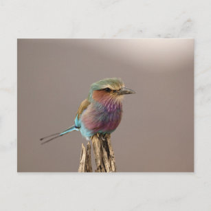 Lilac breasted Roller, Coracias caudata, Samburu Postcard