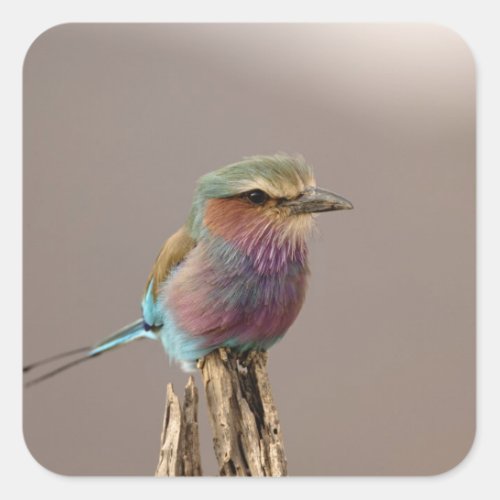 Lilac breasted Roller Coracias caudata Samburu Square Sticker