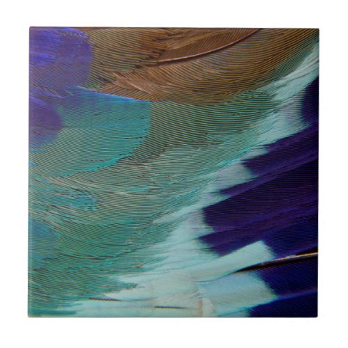 Lilac Breasted Roller feathers Tile