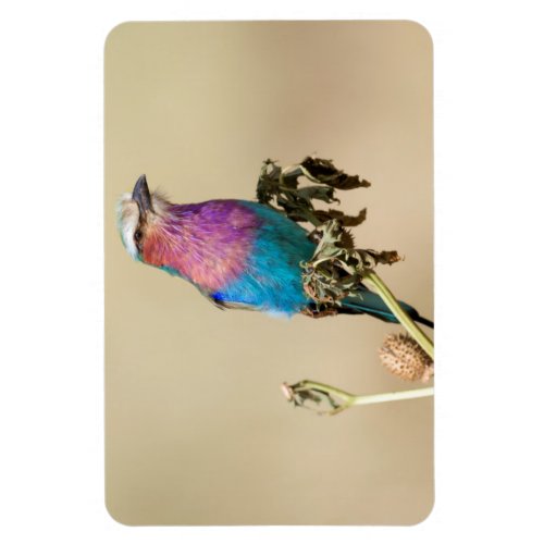 Lilac breasted Roller Magnet