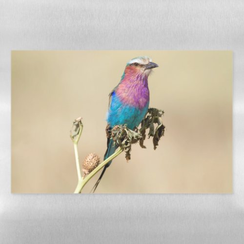 Lilac breasted Roller Magnetic Dry Erase Sheet