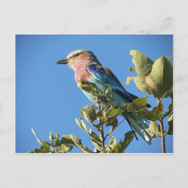 Lilac-breasted roller postcard (Front)
