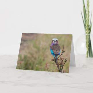 Lilac breasted roller, Tanzania Holiday Card