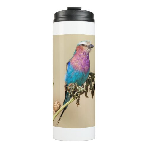 Lilac breasted Roller Thermal Tumbler