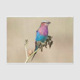 Lilac breasted Roller Tissue Paper