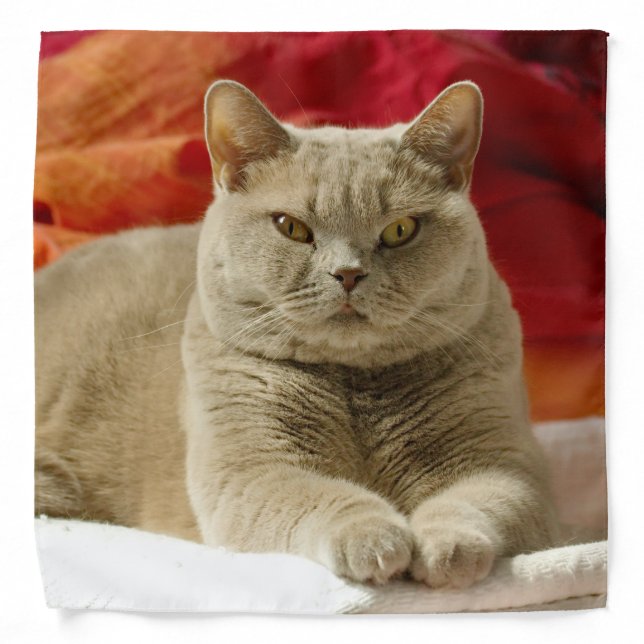 Lilac british shorthair cat bandana (Front)