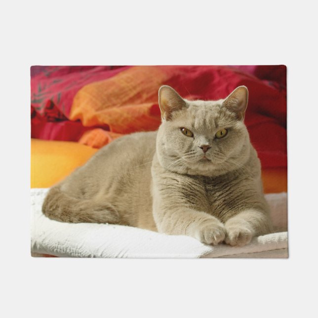 Lilac british shorthair cat doormat (Front)