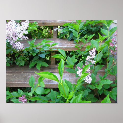 Lilac Bush and Flowers Growing through Wood Steps Poster