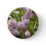 Lilac Bush Beautiful Purple Spring Flowers Button