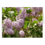 Lilac Bush Beautiful Purple Spring Flowers Card