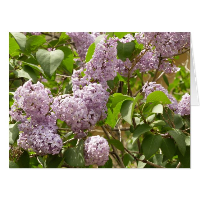 Lilac Bush Beautiful Purple Spring Flowers Card (Front Horizontal)