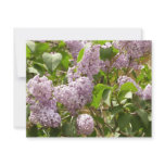 Lilac Bush Beautiful Purple Spring Flowers Card