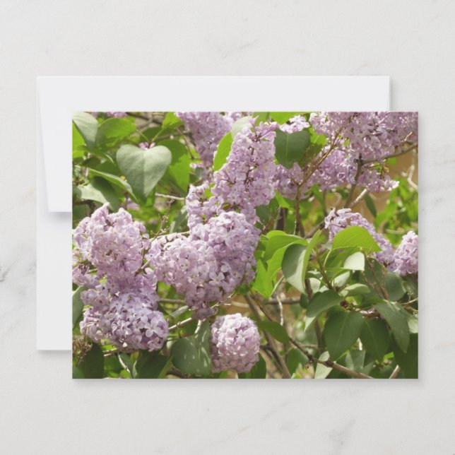 Lilac Bush Beautiful Purple Spring Flowers Card (Front)