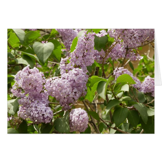 Lilac Bush Beautiful Purple Spring Flowers Cards (Front Horizontal)