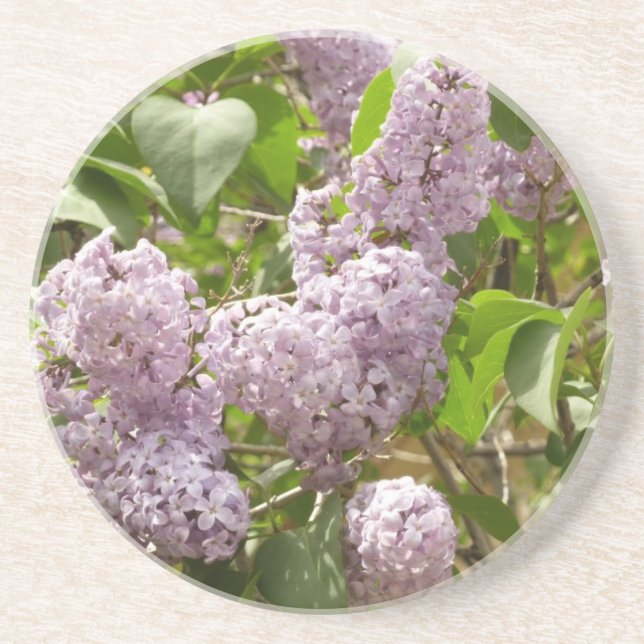 Lilac Bush Beautiful Purple Spring Flowers Coaster (Front)