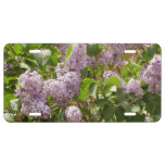 Lilac Bush Beautiful Purple Spring Flowers License Plate