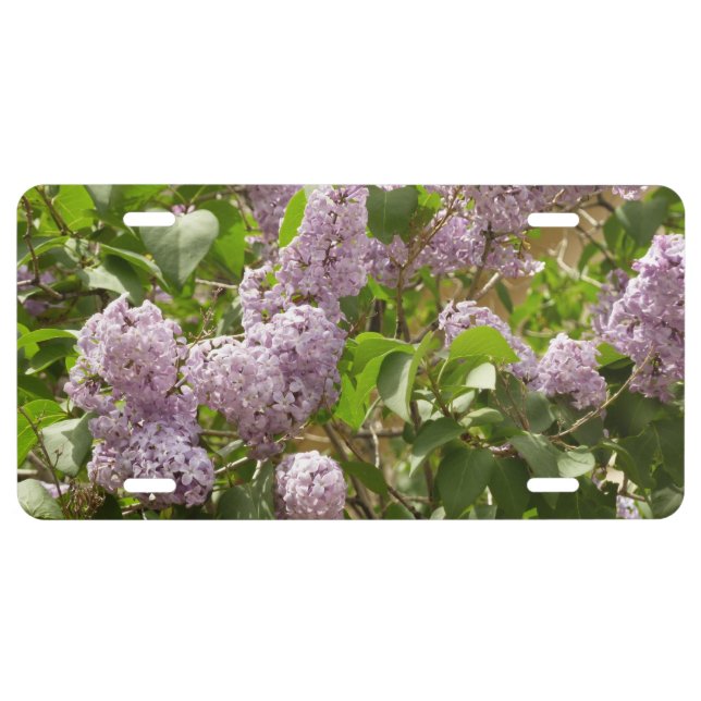 Lilac Bush Beautiful Purple Spring Flowers License Plate (Front)