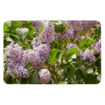 Lilac Bush Beautiful Purple Spring Flowers Magnet