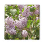 Lilac Bush Beautiful Purple Spring Flowers Magnet