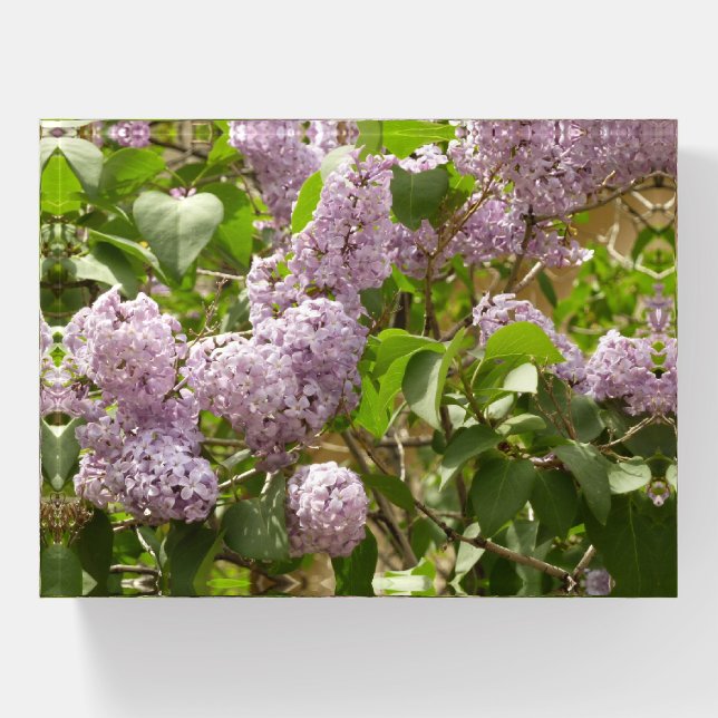 Lilac Bush Beautiful Purple Spring Flowers Paperweight (Front)