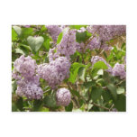 Lilac Bush Beautiful Purple Spring Flowers Postcard