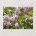 Lilac Bush Beautiful Purple Spring Flowers Postcard