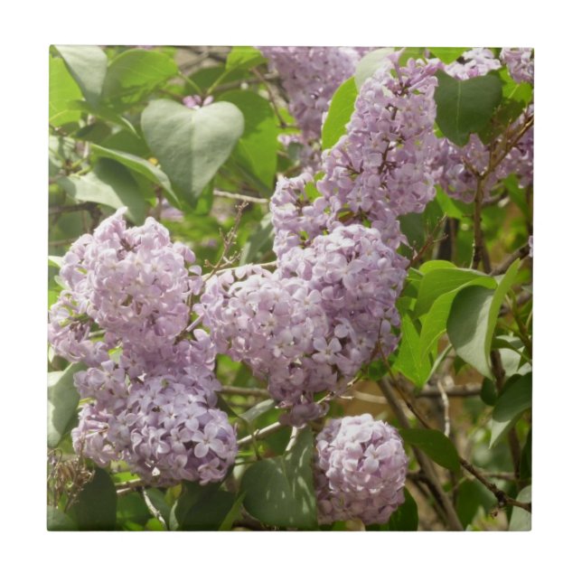 Lilac Bush Beautiful Purple Spring Flowers Tile (Front)