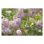 Lilac Bush Beautiful Purple Spring Flowers Tissue Paper