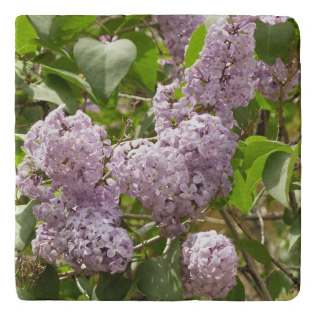 Lilac Bush Beautiful Purple Spring Flowers Trivet (Front)