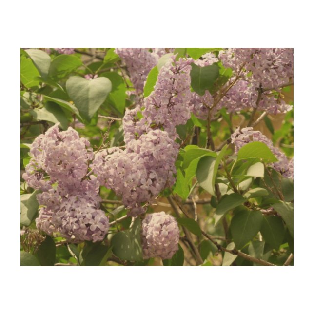 Lilac Bush Beautiful Purple Spring Flowers Wood Wall Decor (Front)