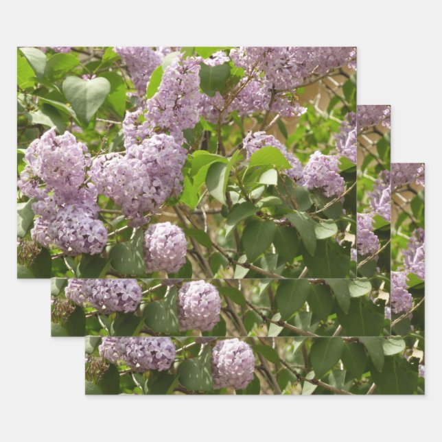 Lilac Bush Beautiful Purple Spring Flowers Wrapping Paper Sheets (Set)