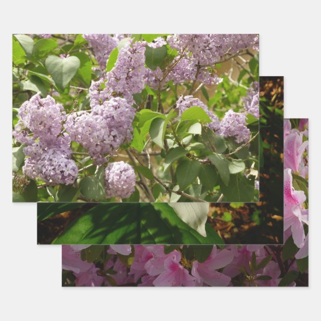 Lilac Bush Beautiful Purple Spring Flowers Wrapping Paper Sheets (Set)